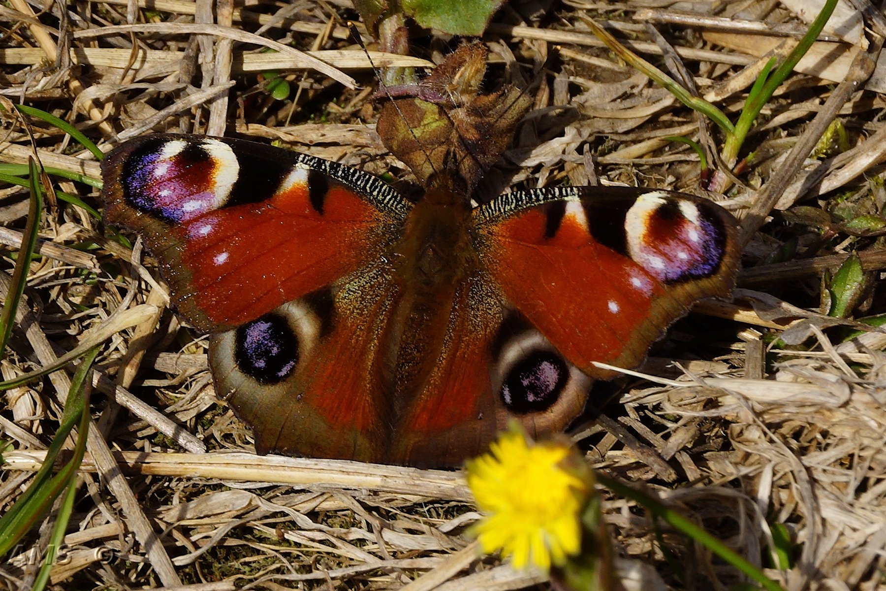Окраска бабочки павлиний глаз