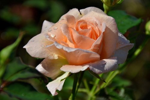 Теплая краса летней розы