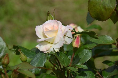 Роза белая -символ невинности