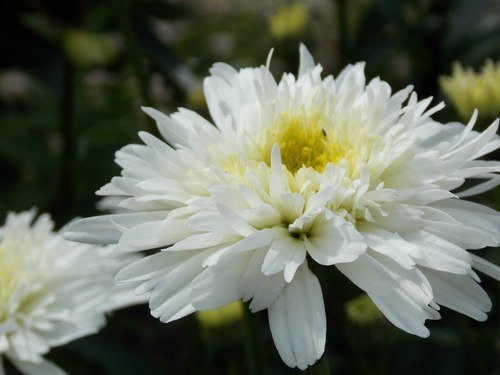 белая хризантема
