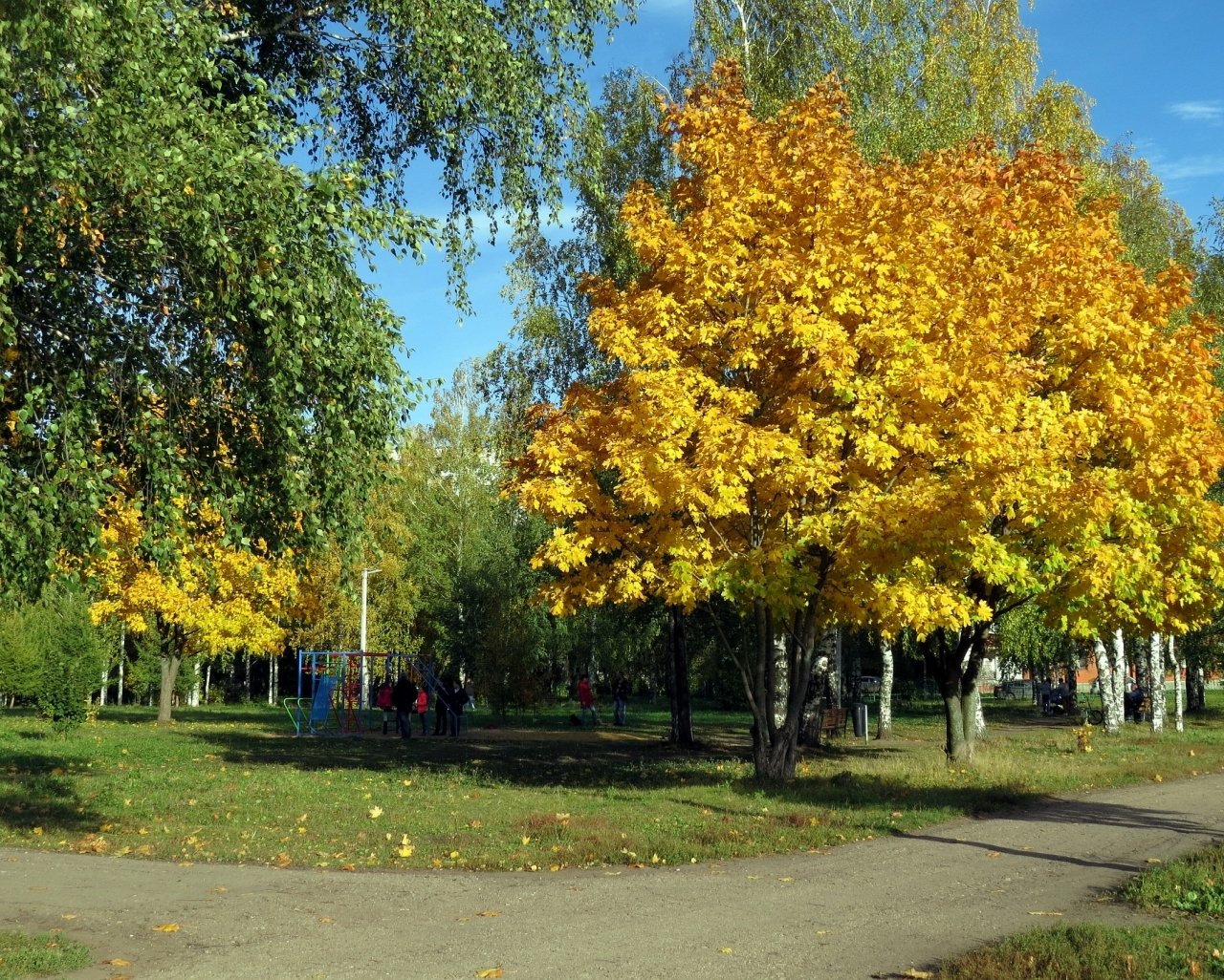 В парк пришла осень. Клен парк Батайск. Клен в Красноярске парк. Сквер кленовый Йошкар-Ола. Кинель парк клен.