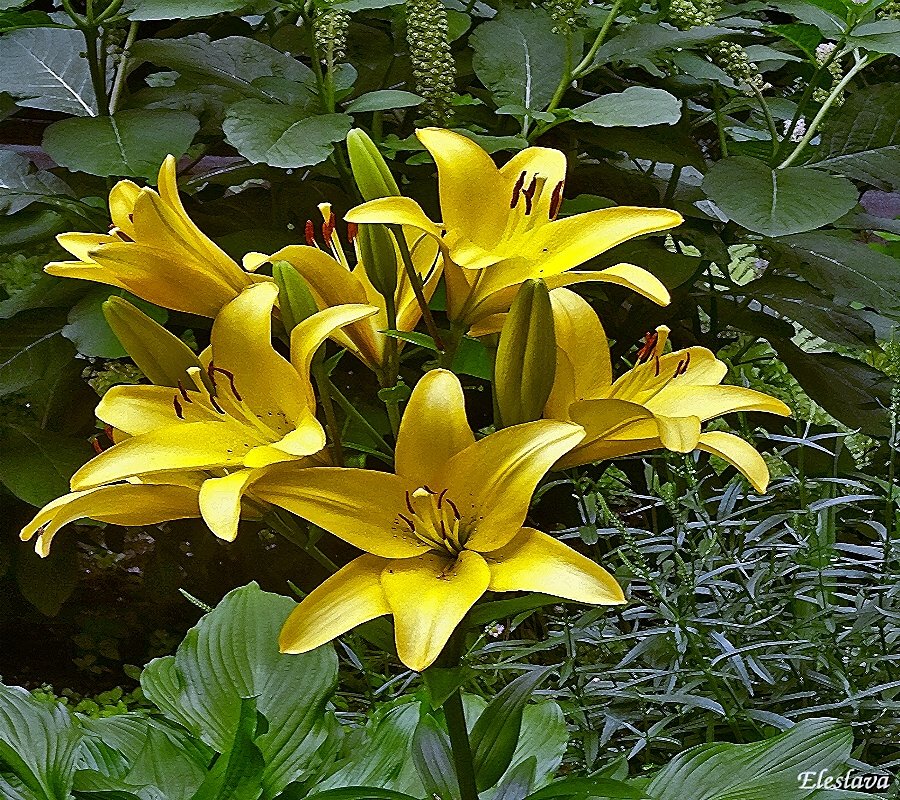 File:Lilium Golden Splendour4.jpg - Wikimedia Commons