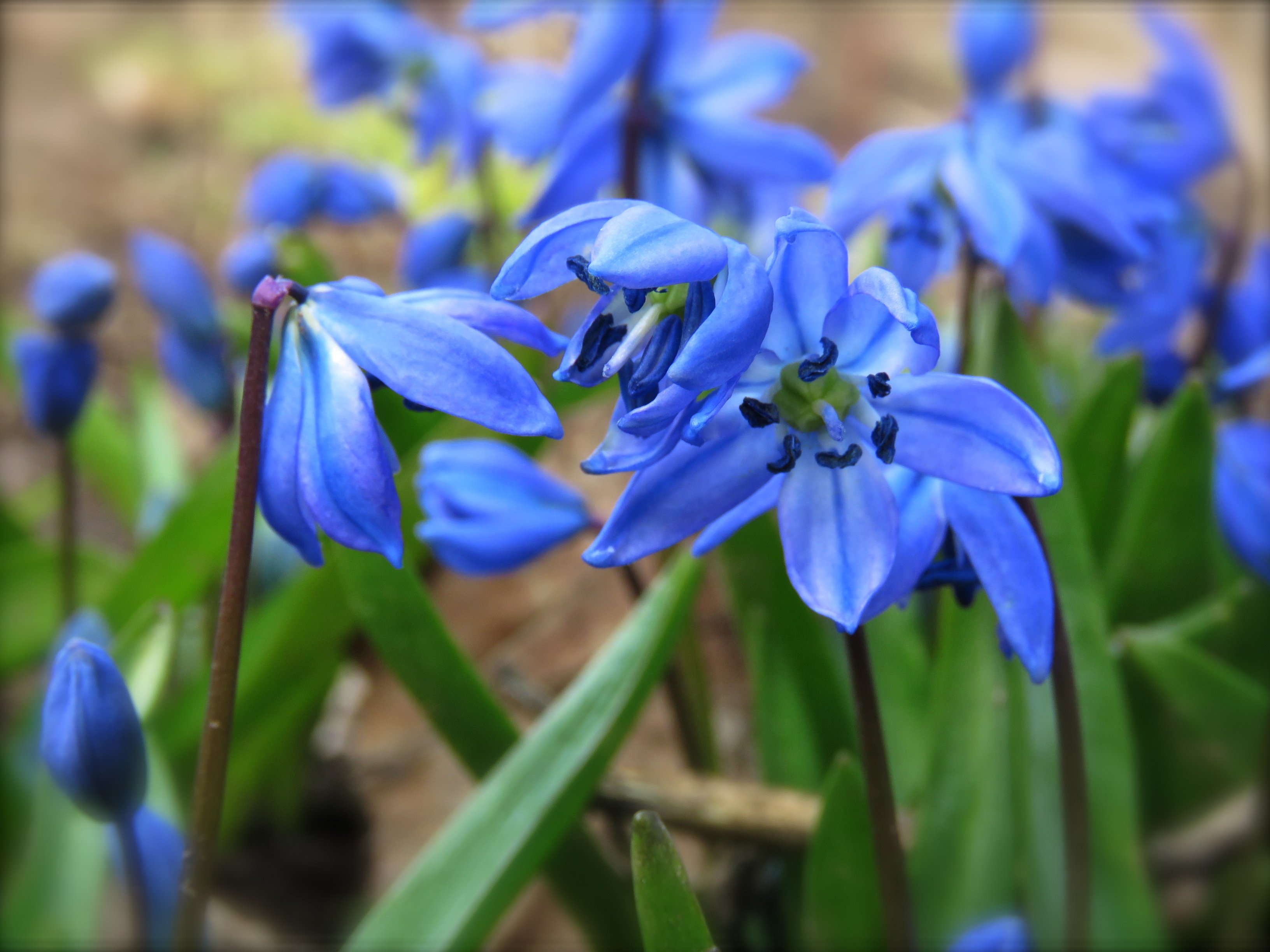 Синие ранние цветы название. Голубой апрель. Синие ранние цветы. Голубой апрель картинки. Голубой апрель Баркор.
