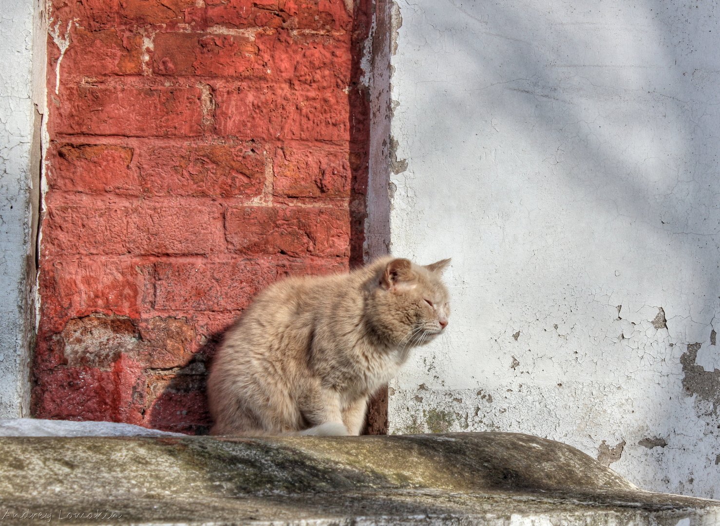 Кошки подмосковье