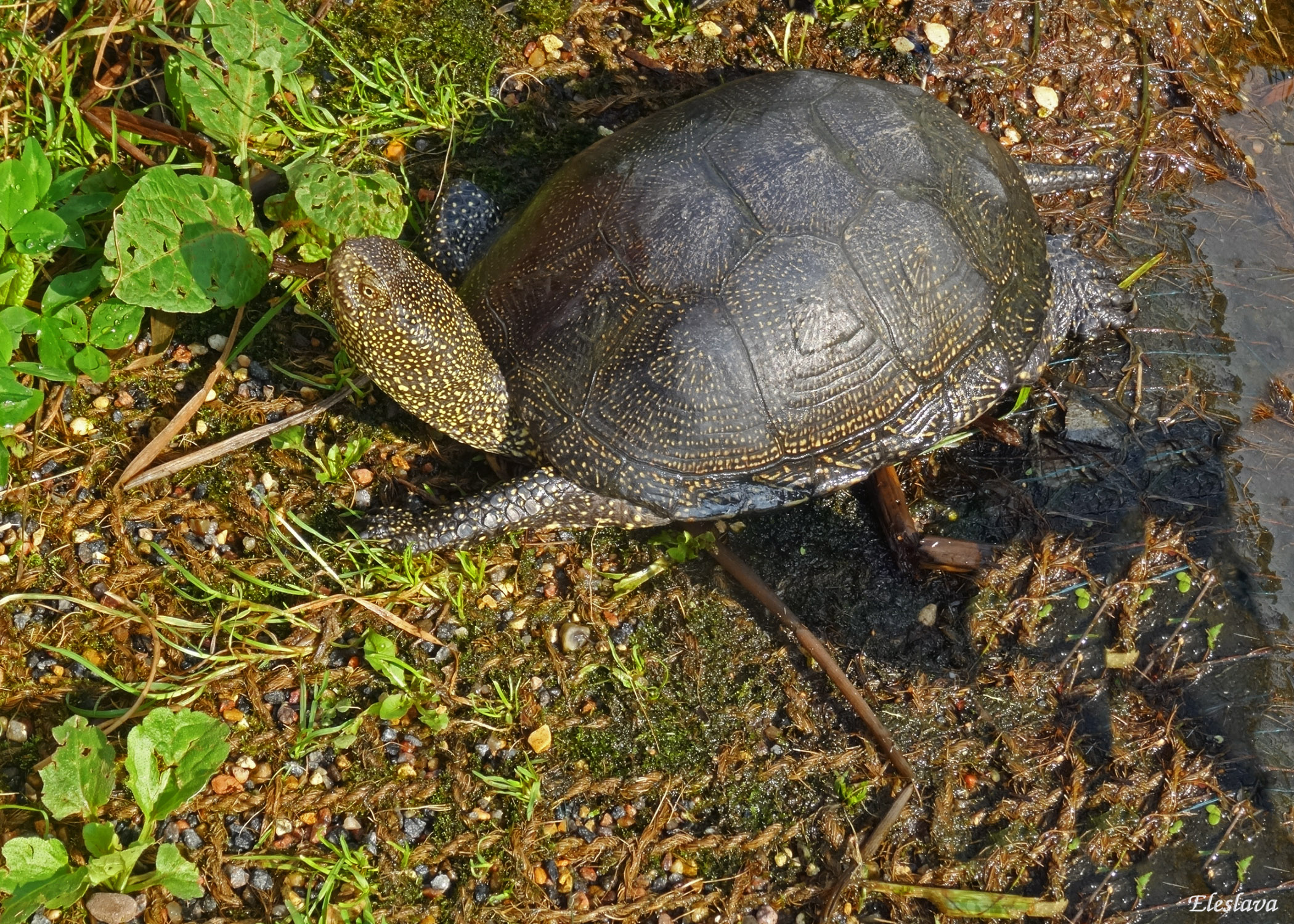 Болото черепахи. Колхидская Болотная черепаха. Европейская Болотная черепаха. Европейская Болотная черепаха (Emys orbicularis). Болотная жабья черепаха.