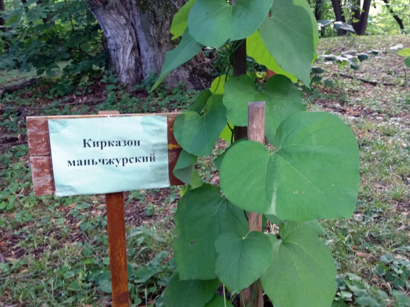 Кирказон маньчжурский фото и описание