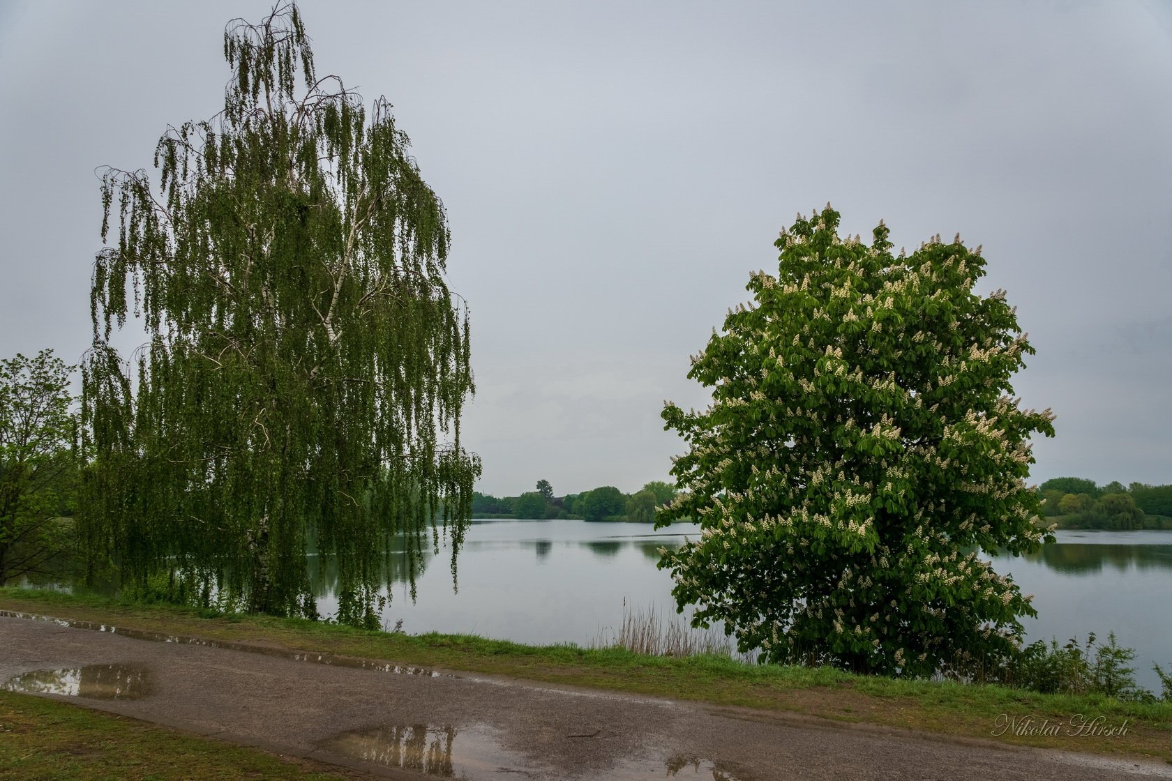 2 Дерева Фото