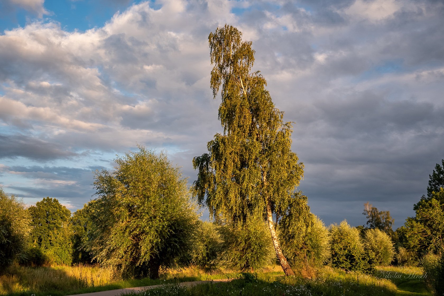 Красная береза. Березы фото красивые. Новые пейзажи. Пейзаж в рекламе.