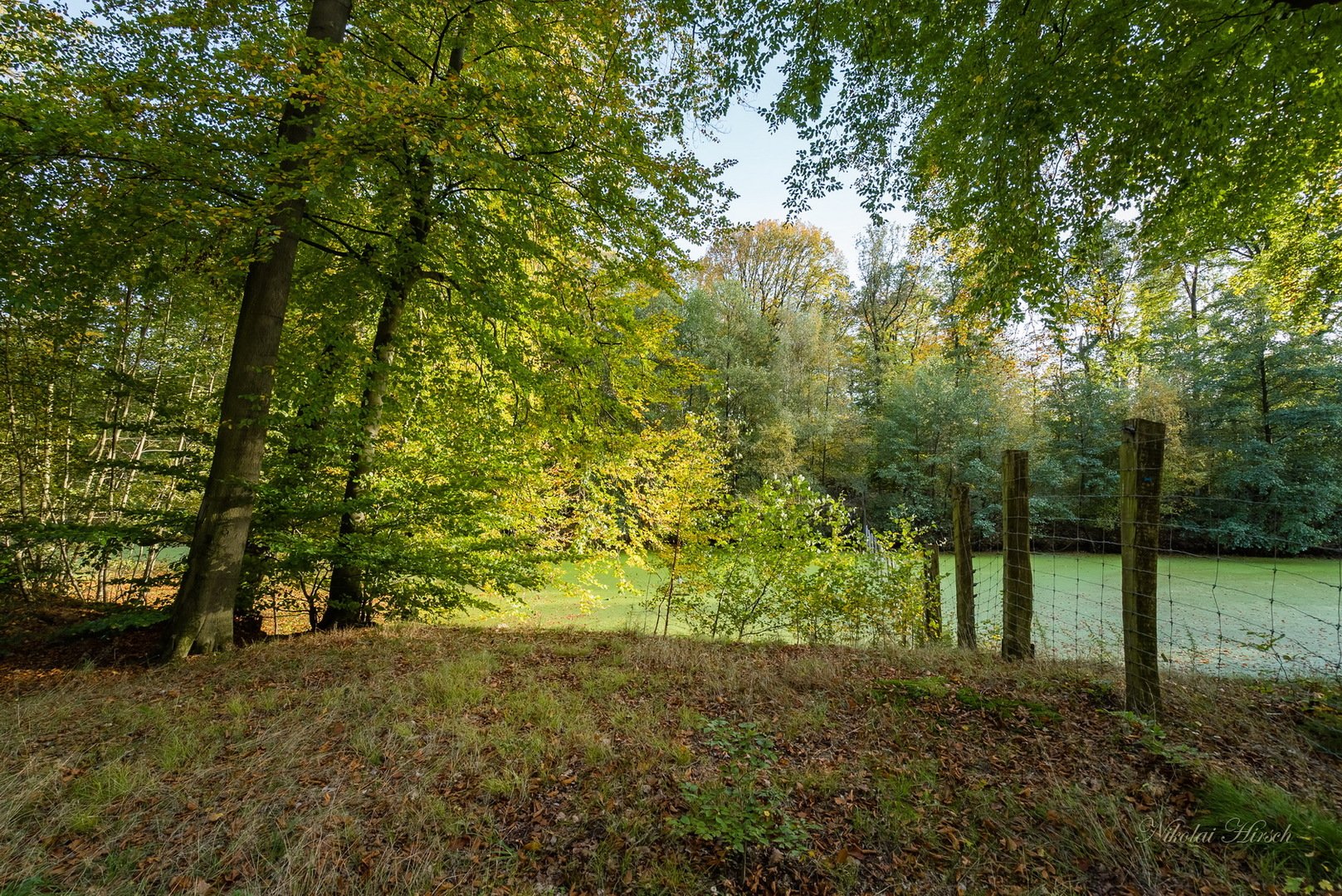 Гостевой дом зелёный рай межевой. Поляна зеленая в городской черте. Зеленый рай. Зеленый рай. Зеленый рай санкт-петербург.