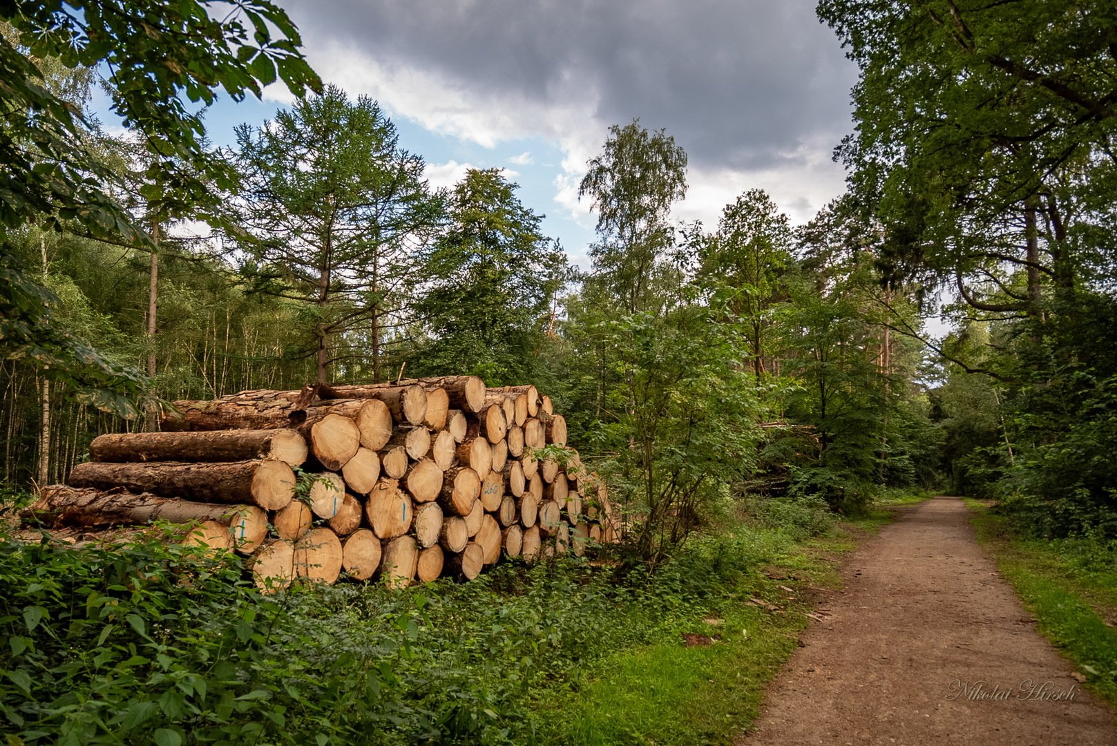 Фото охапки дров