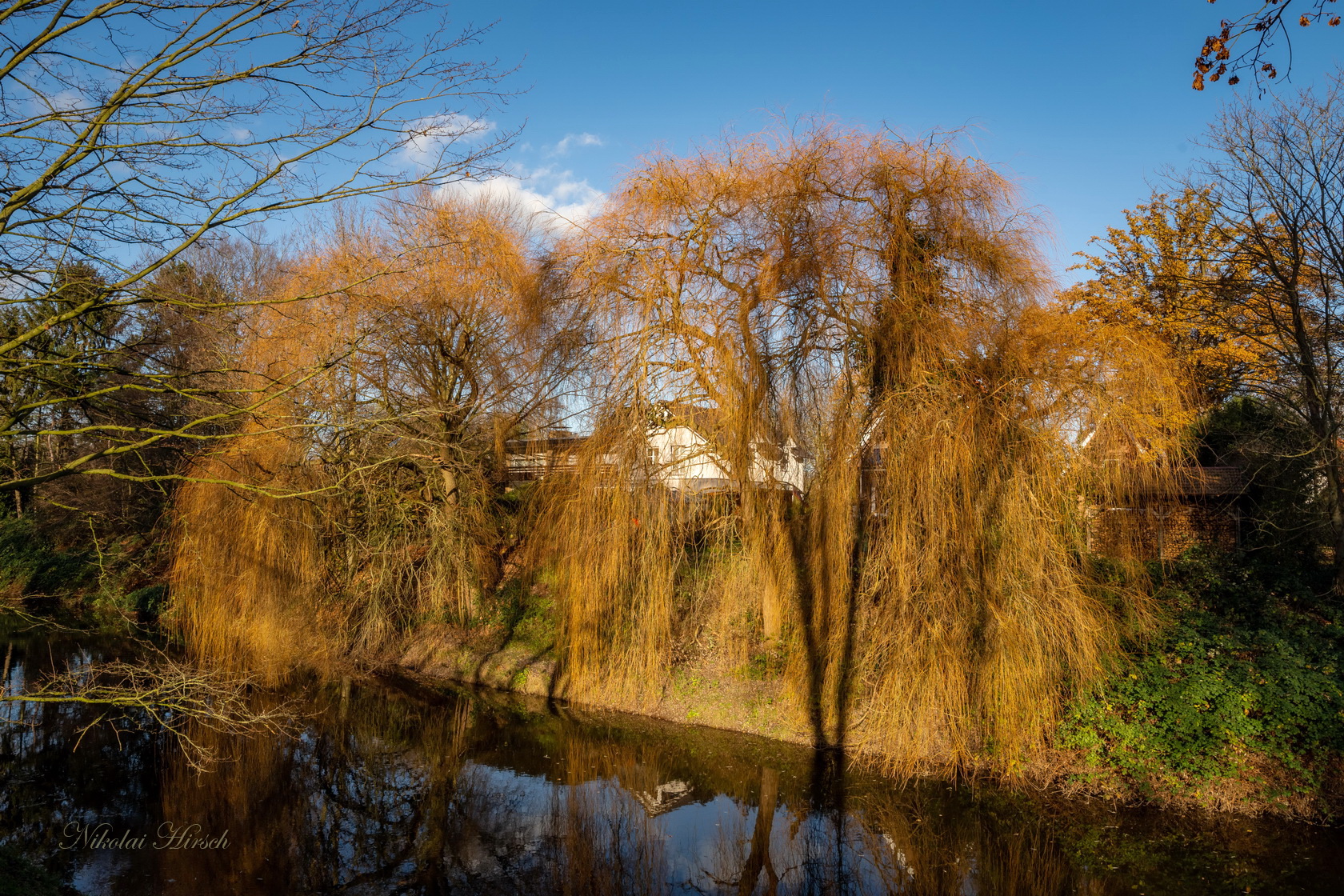 Дерево в воде. Новодевичий монастырь ивы. Осень пришла на реку ивы. Бианки. Осень пришла на реку ивы.