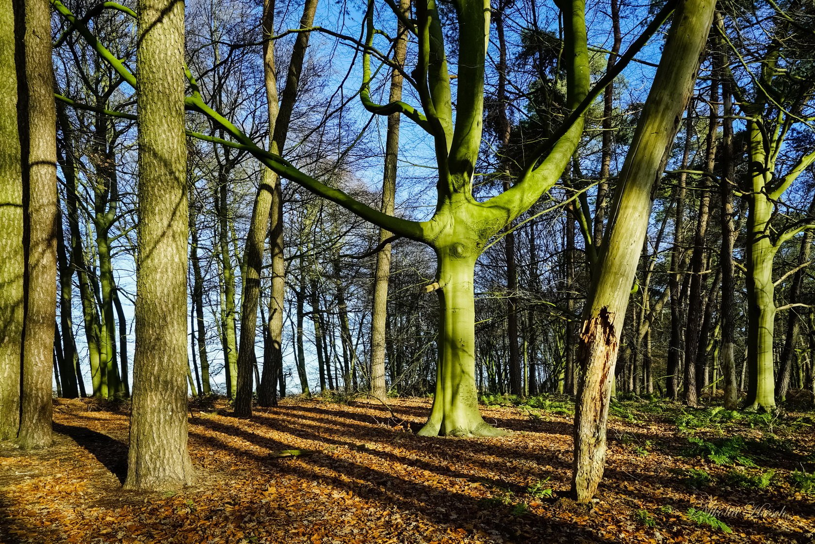 Буковые леса Дании