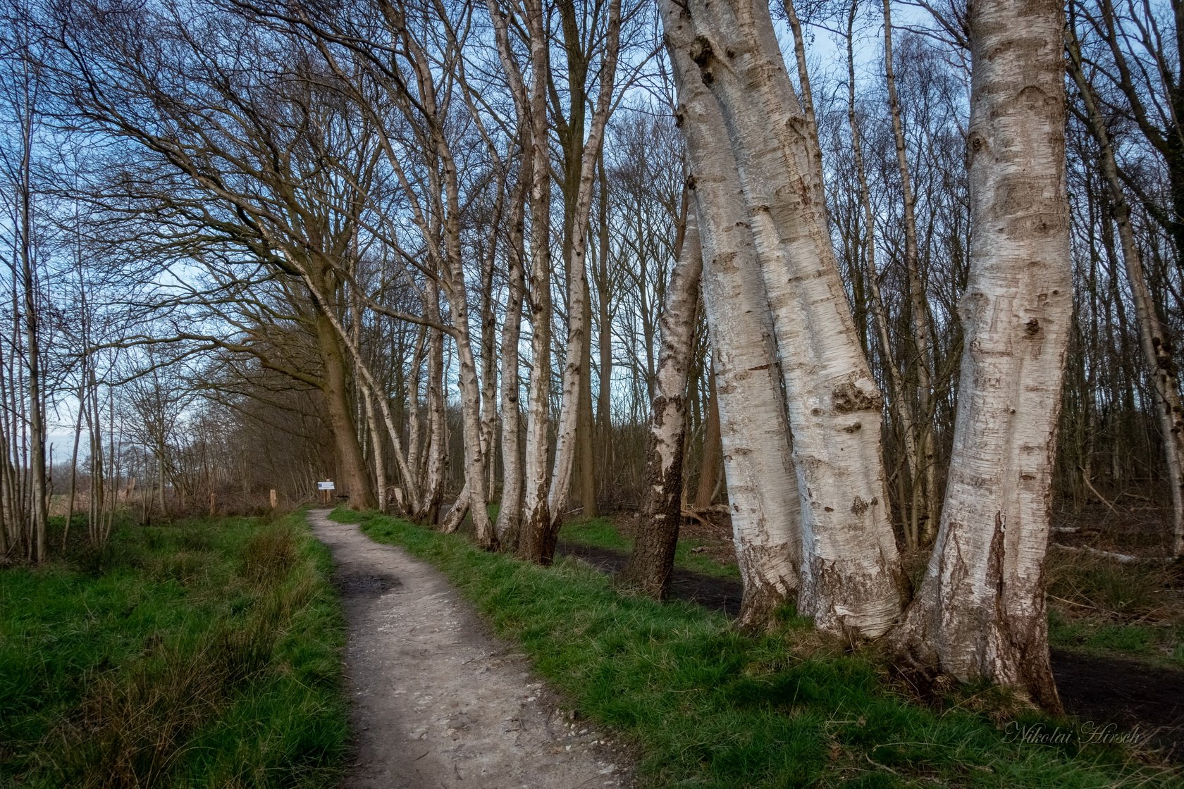 старая береза. старая береза фото. старая береза фото. очень старая береза. березы национальный парк нечкинский.