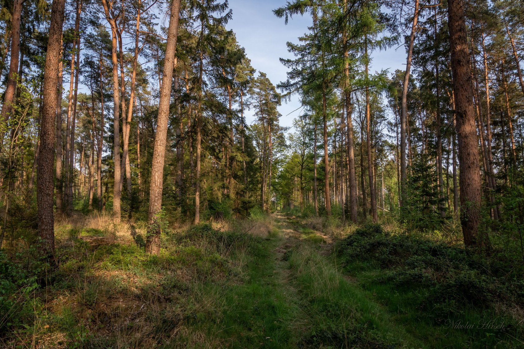 Что такое просека. Лесная просека. Просека в лесу. Лес просека белорус. Лесные просеки.