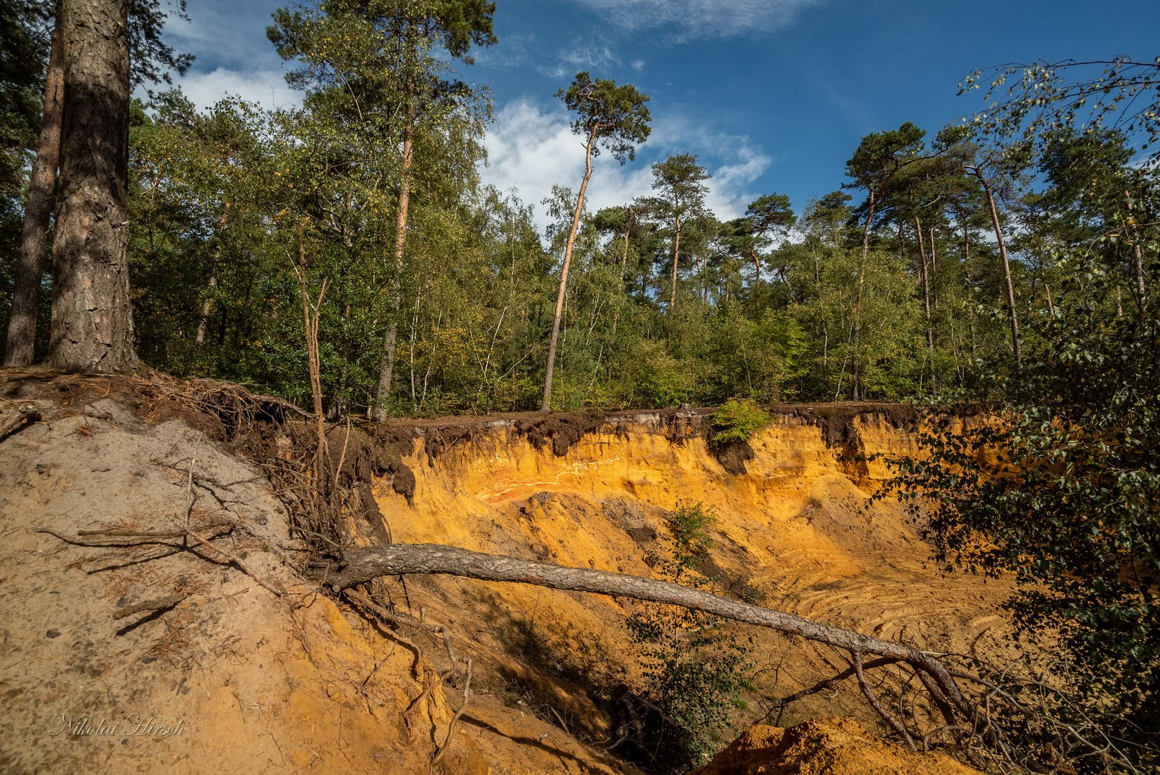 песчаные леса