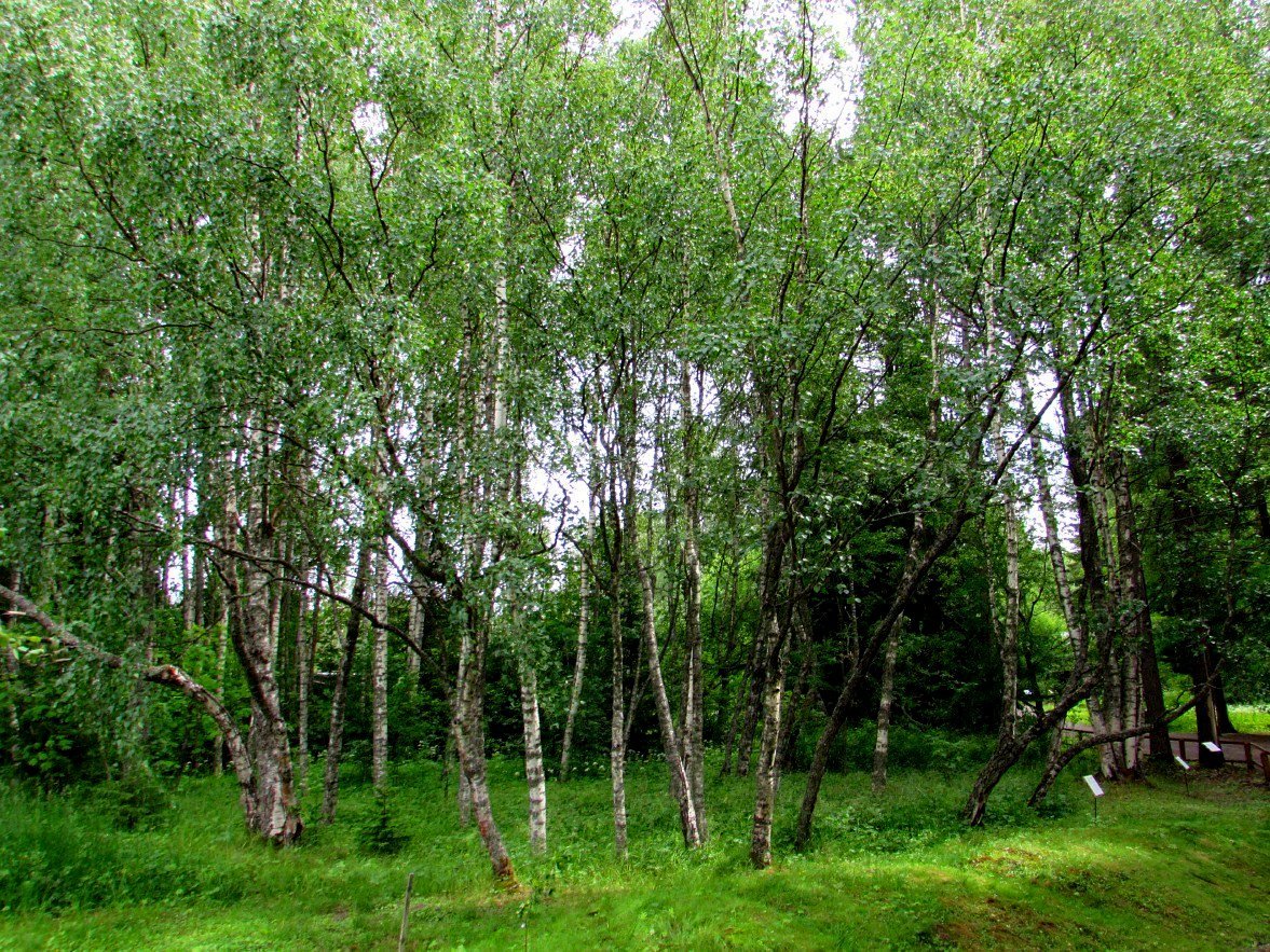 Красная береза. Карельская береза. Карельская береза картинки.