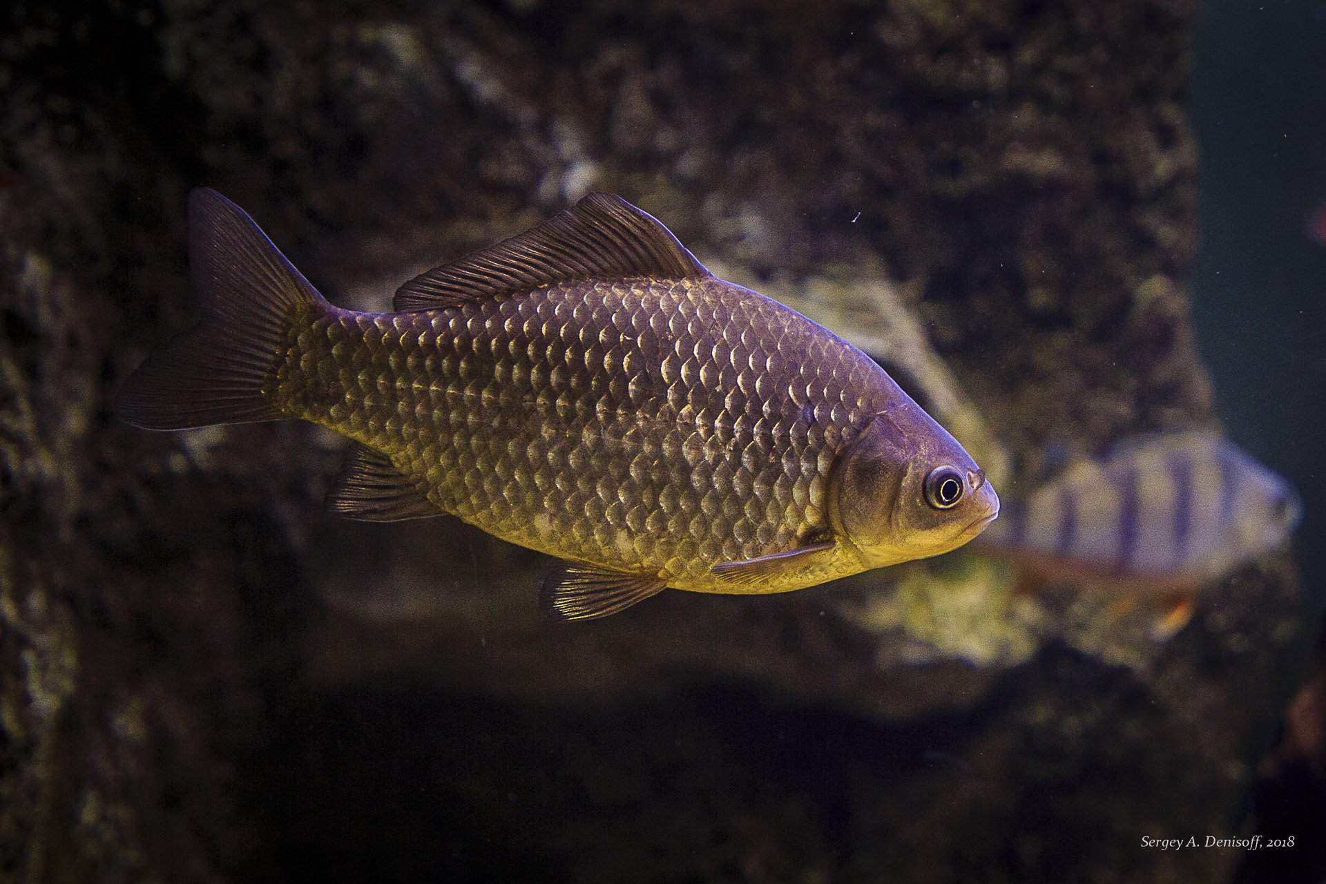 Золотой карась. Серебряный карась (Carassius gibelio). Карась золотой Carassius Carassius. Серебряный карась - Carassius auratus gibelio. Carassius auratus серебряный карась.