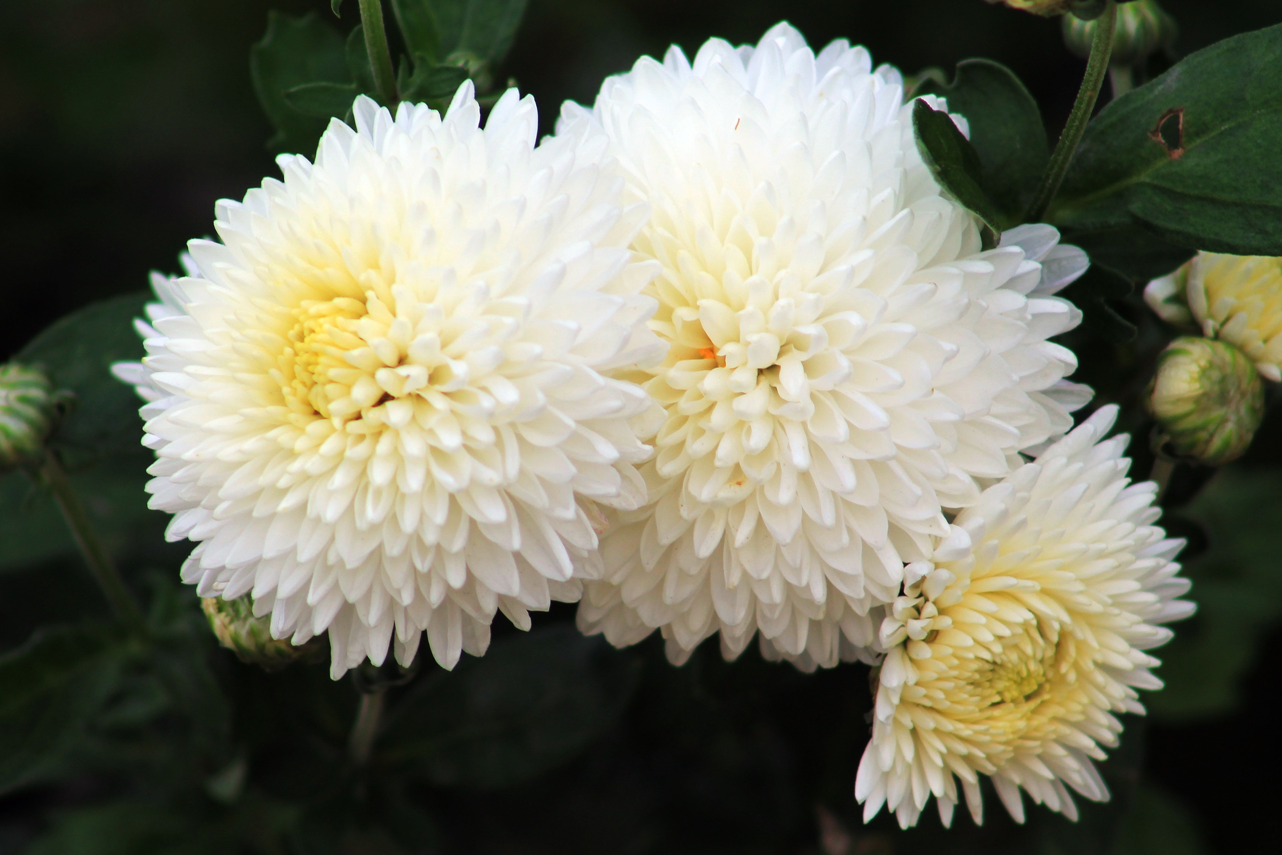 Хризантема белая помпонная фото и описание