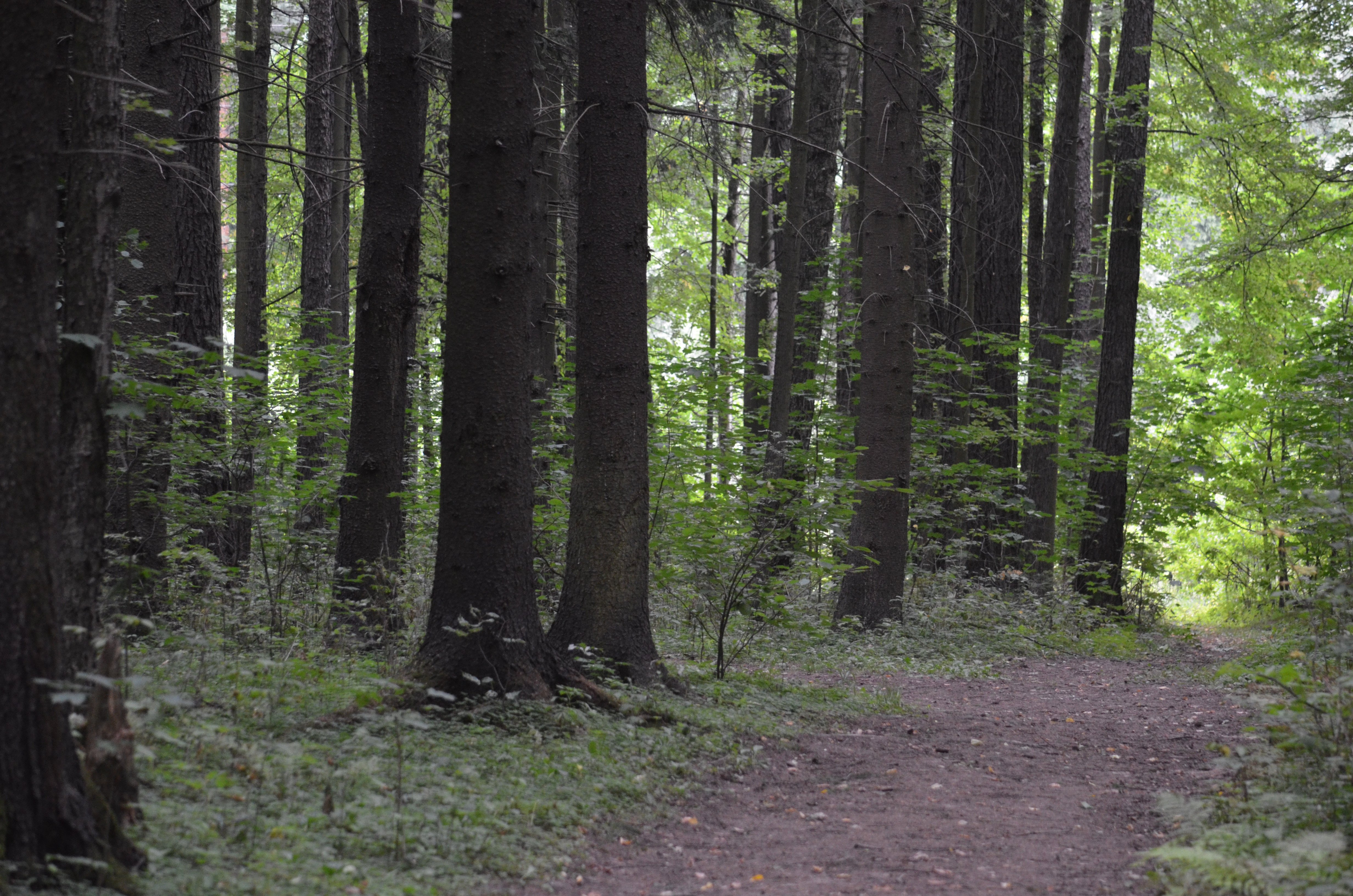 Дремучий лес, полный сказок и чудес.. Кантеренбийский лес полный. Сердце леса. Фото- Здравствуй, лес!. Полненькую в лесу