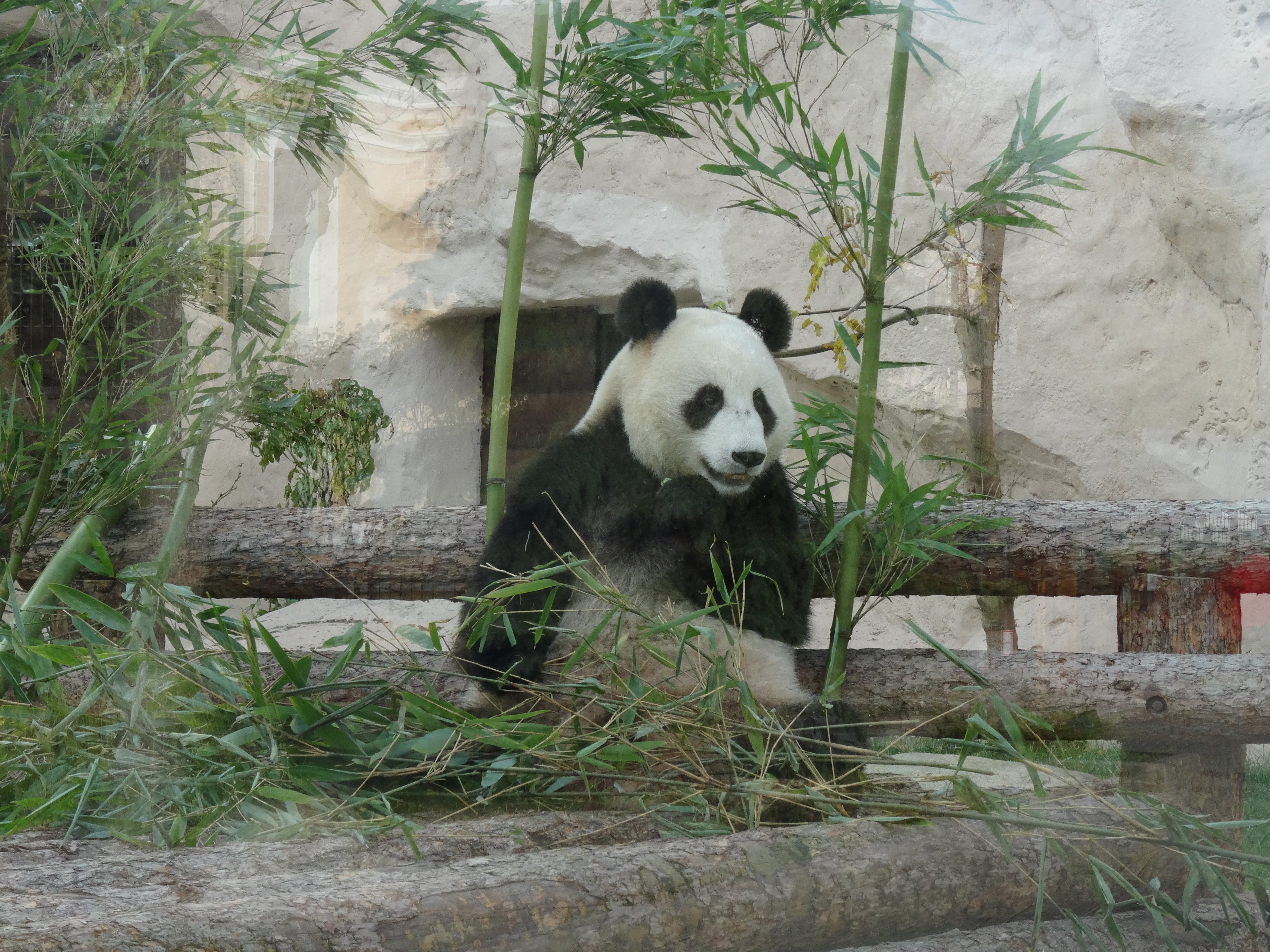 Зоопарк увидеть панду