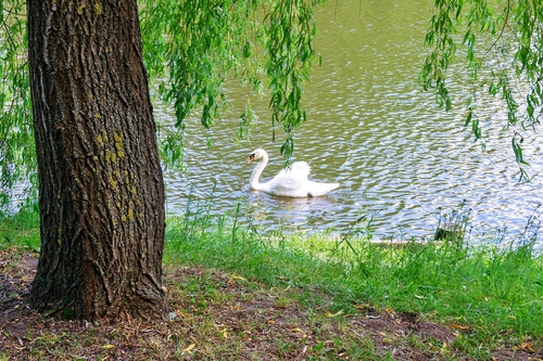 Лебедь в парке Царицыно