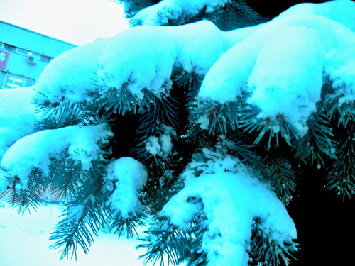 Поклон зиме еловых лап