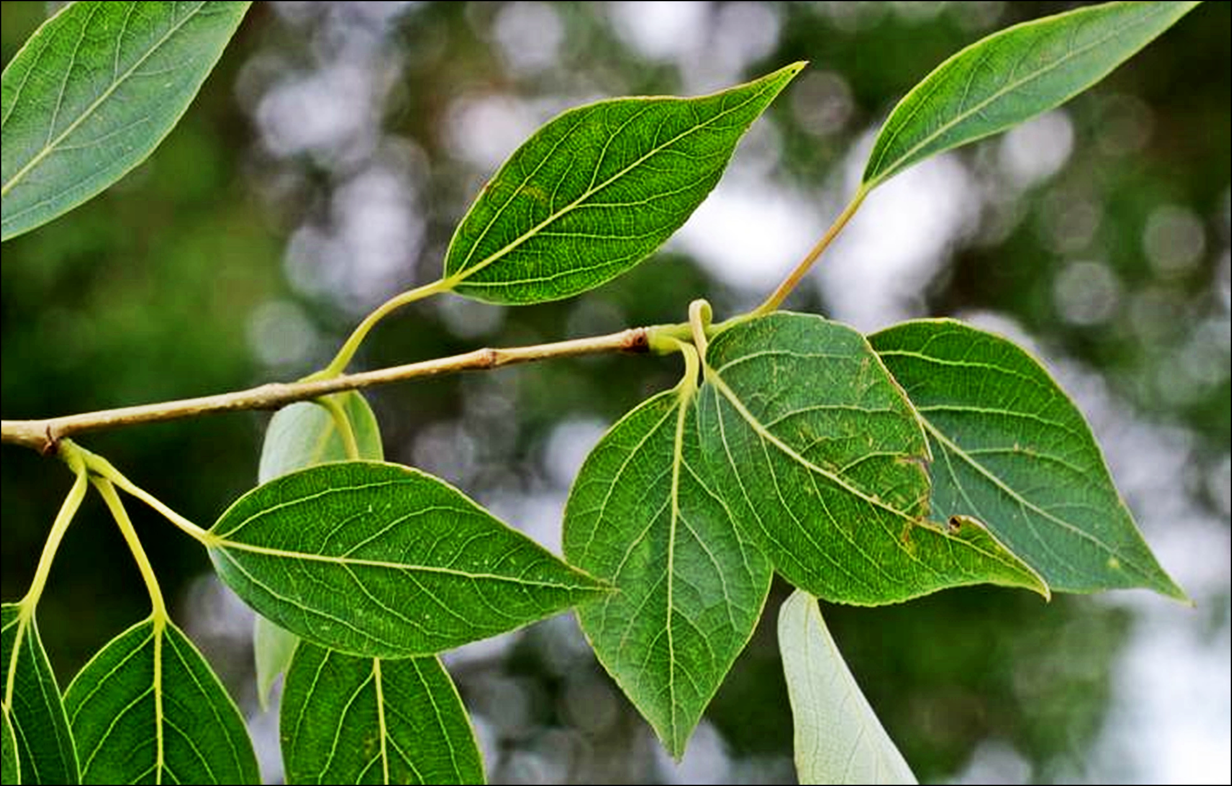 Тополь китайский (Populus simonii)