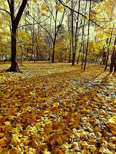 Тени на ковре из жёлтых листьев