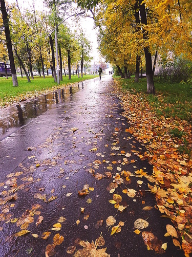 Осень,дождем умытая