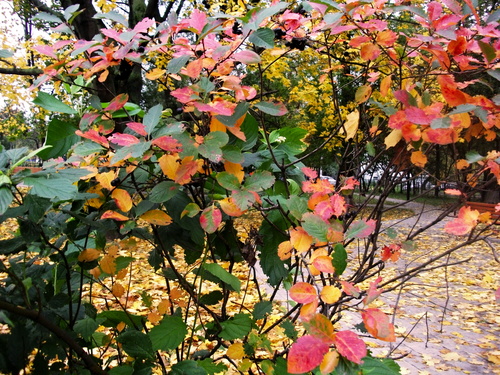 Осень разноцветная