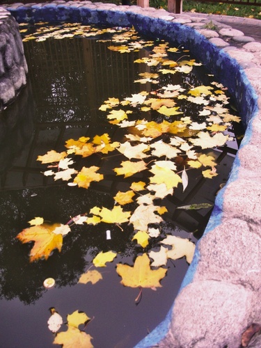 Осенний "заплыв" в фонтане