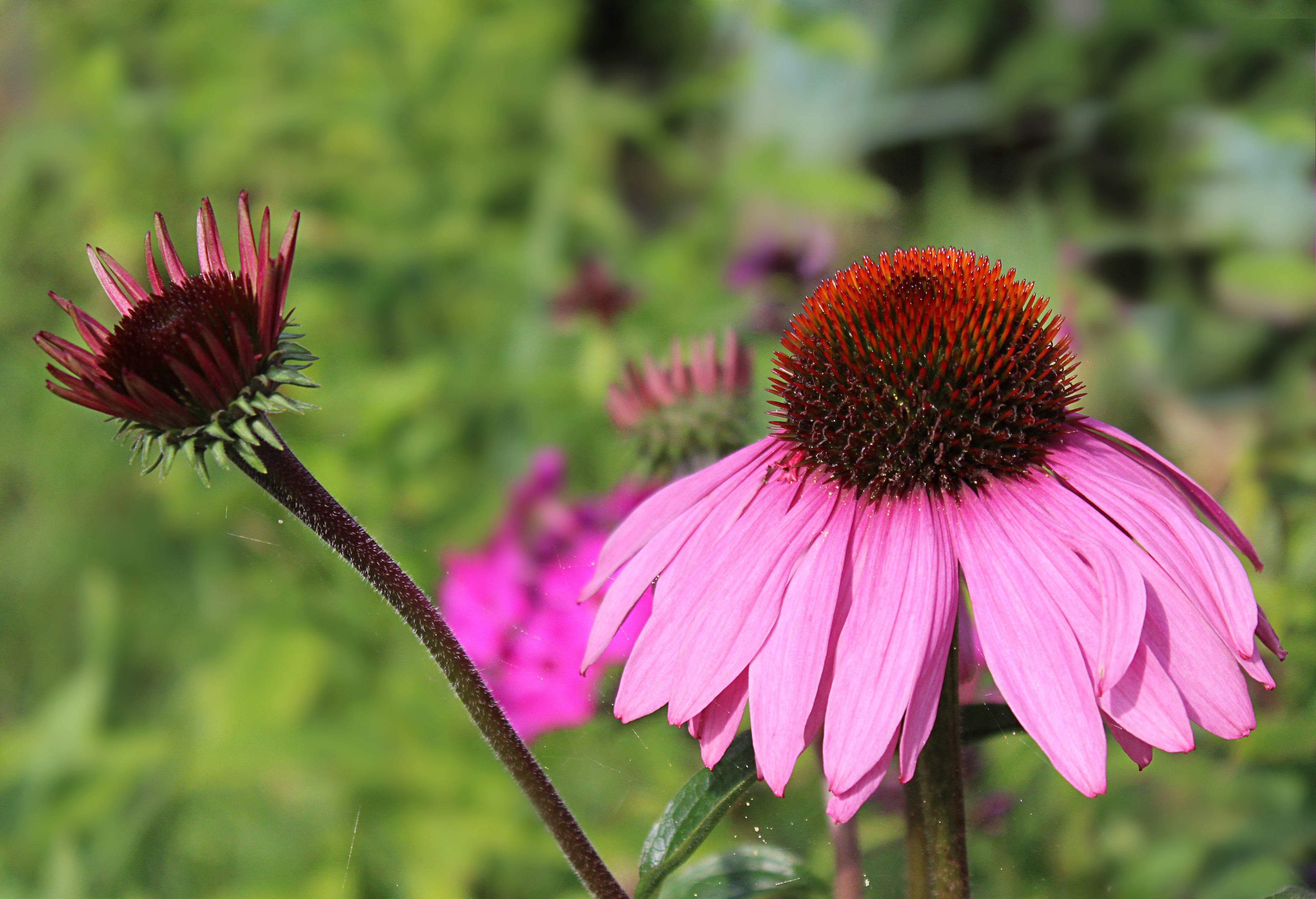 Echinacea Aloha