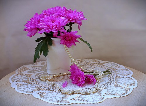 розовые хризантемы