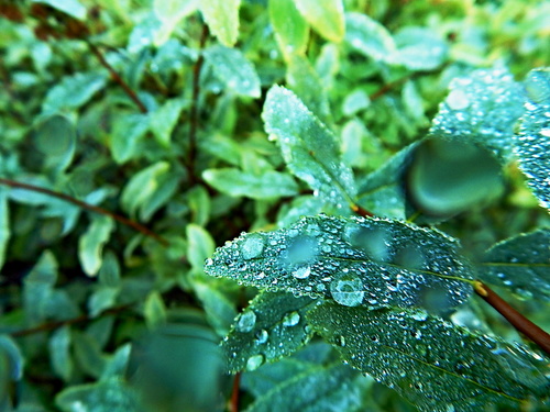 "Бриллиантовая" листва