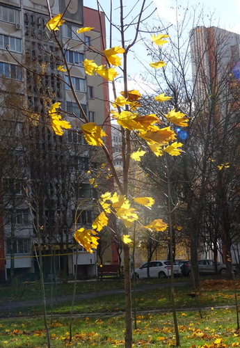 На ветру