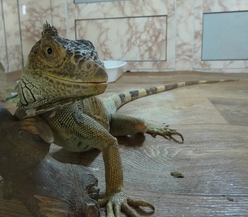 Игуана