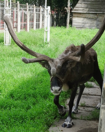 Северный олень