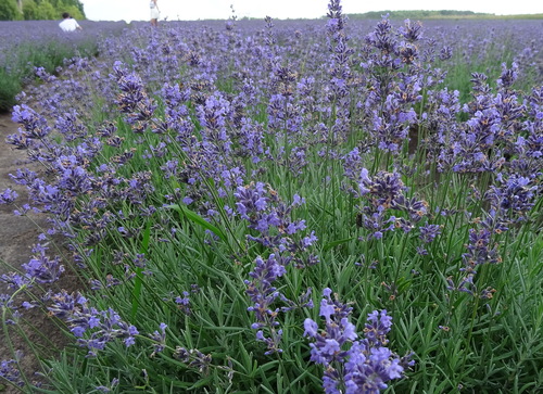 Лаванда