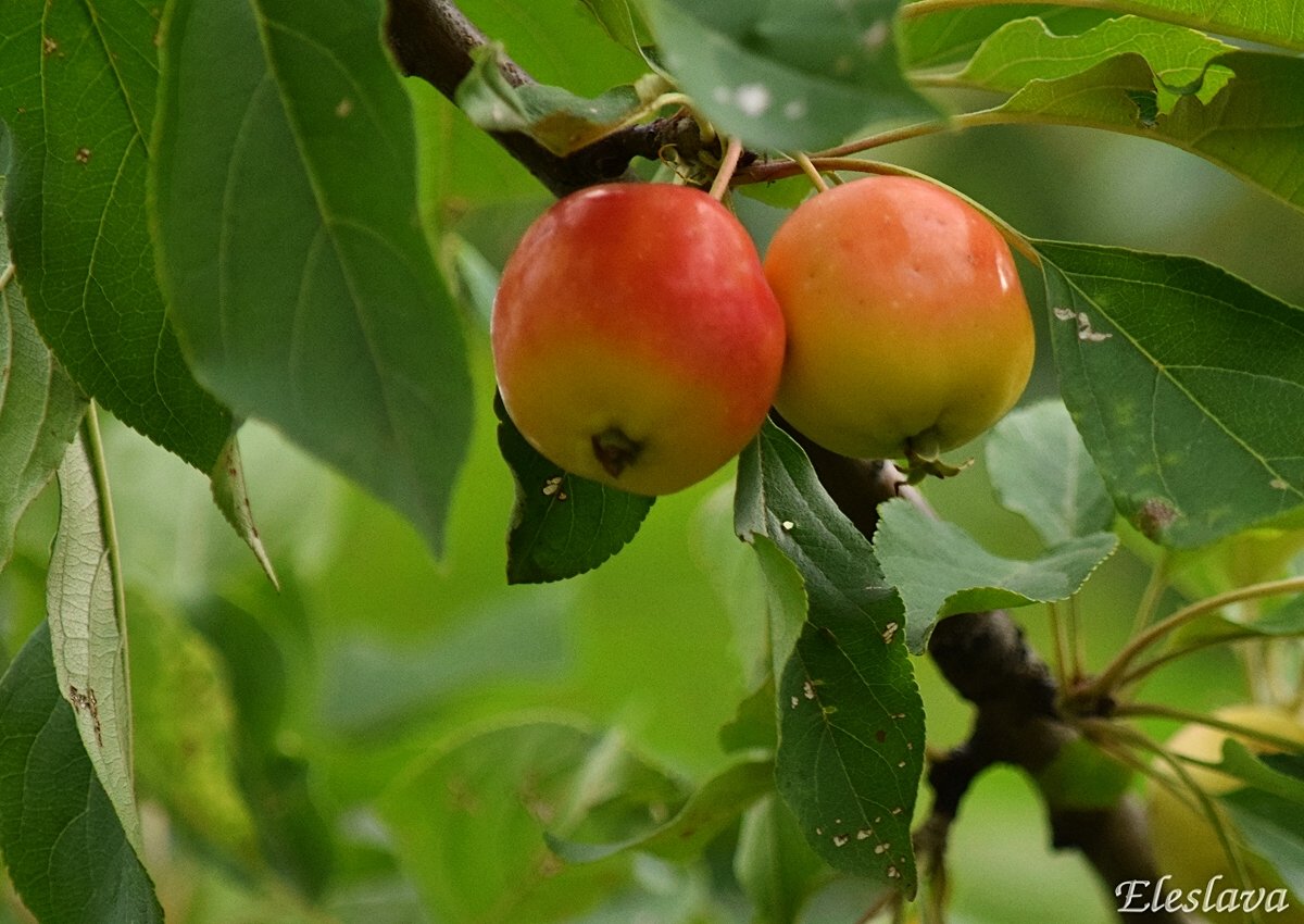 Райские яблоки сорта фото описание