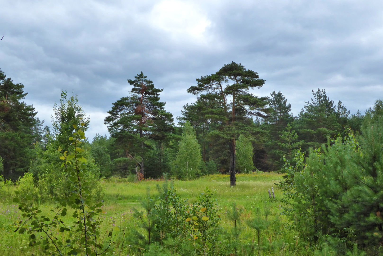 Лесная Поляна Нижегородская область