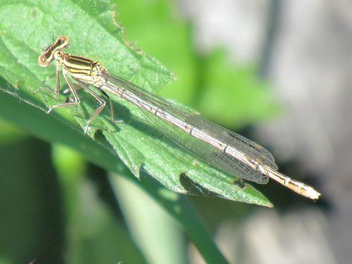 Синестрелка кубоносная (Enallagma cyathigerum)