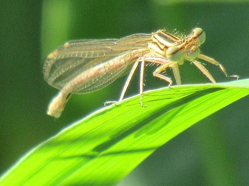 Плосконожка (Platycnemis pennipes) самка