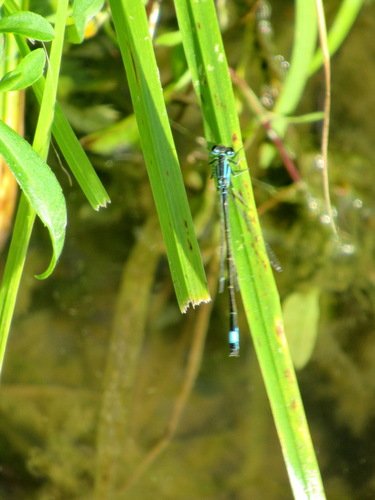 Тонкохвост изящный,&nbsp;Ischnura elegans, самец