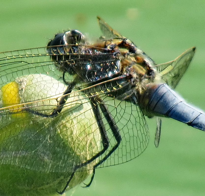 Толстой стрекоза. Стрекоза решётчатая Orthetrum cancellatum. Толстая Стрекоза. Стрекоза решетчатая фото. Жирная Стрекоза фото.