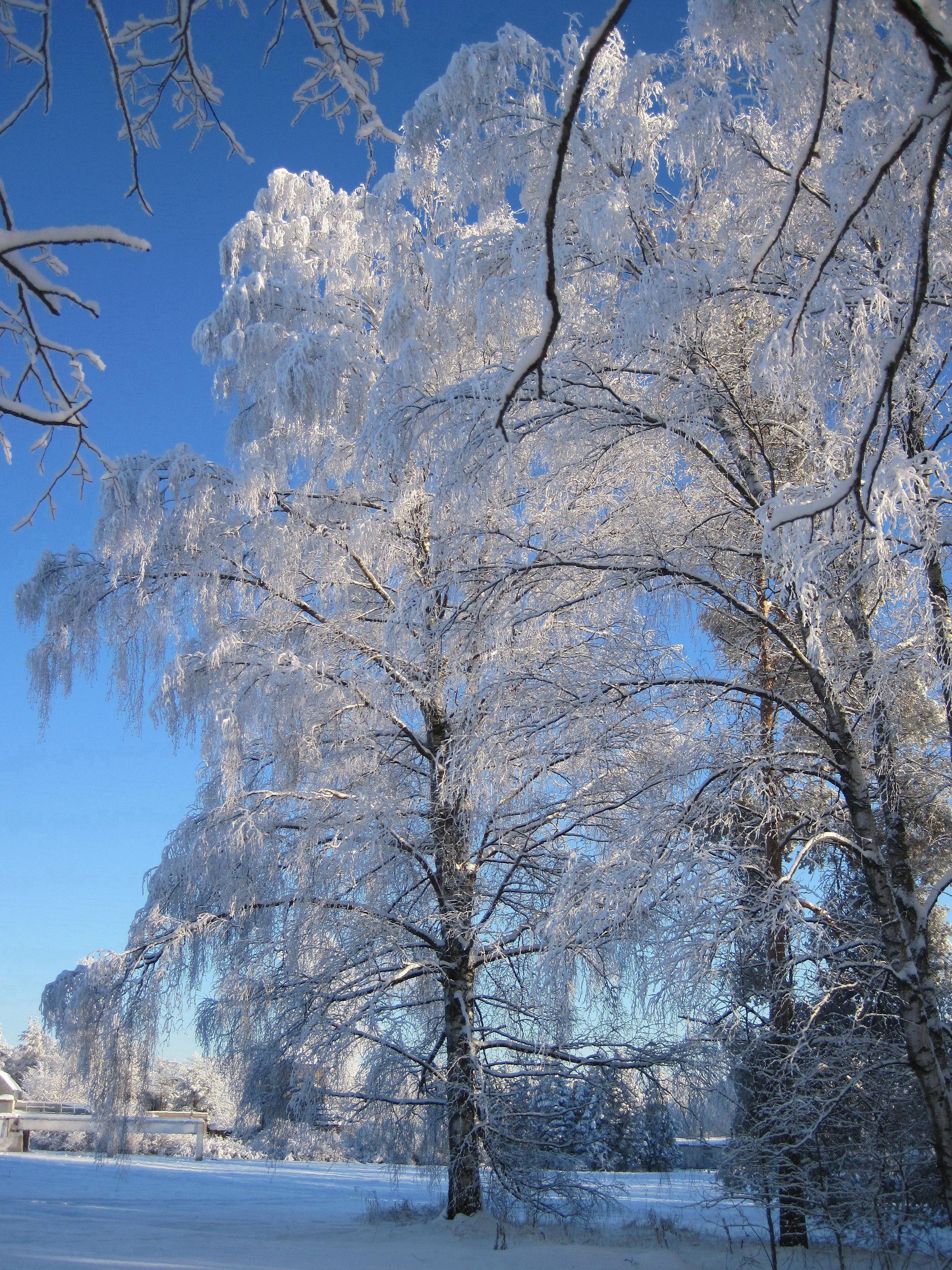 Фото зима день