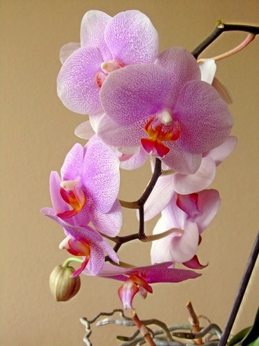 Красавица орхидея