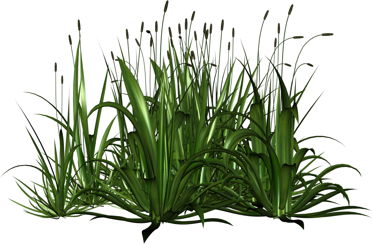 Grass plant. Сагиттария-платифилла. Осока Озерная. Сцирпус (Scirpus)(Изолепис.камыш). Осока тростник.