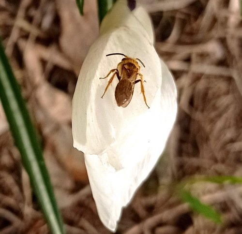 Первая пчелка весны