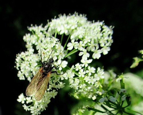 Толкунчик; Empididae