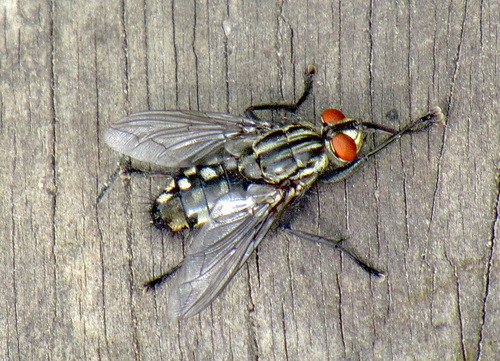 Серая мясная муха саркофагида (Sarcophagidae)